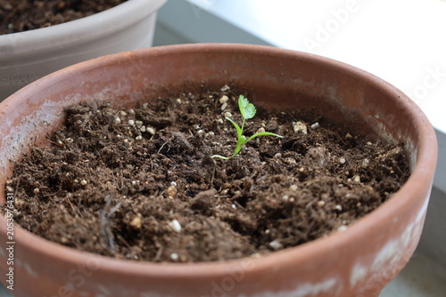 cilantro sprout