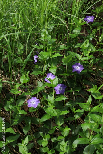 vinca minor perwinkle