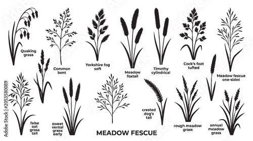 Meadow grass types silhouette set for botanical study.