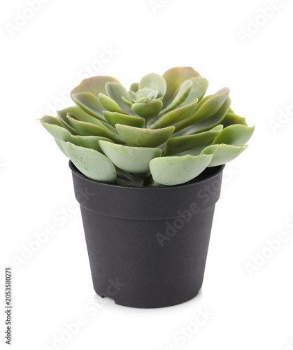Green echeveria succulent p...