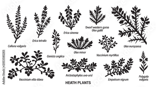 Heath plants vector illustration set with scientific names.