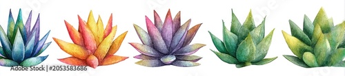 A vibrant watercolor illustration featuring five different succulents in various colors arranged in a line against a white background