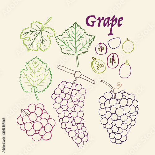 Green and red grape line art hand drawn multicolor modern vector illustration. Colorful line art fruit design