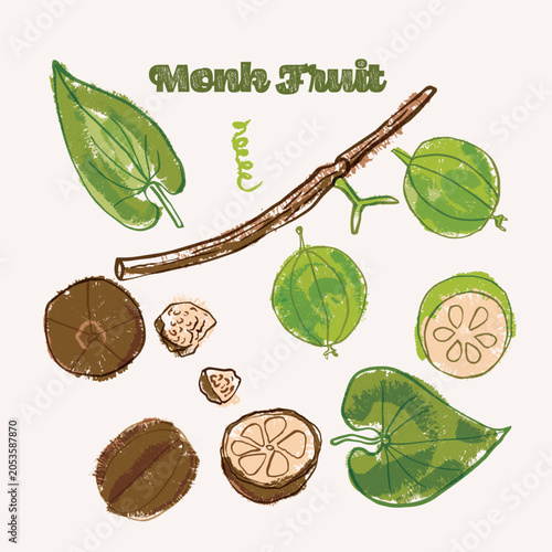 Monk Fruit or luo han guo line art and color hand drawn vector illustration. Rough crayon strokes doodle in an expressive loose coloring book style