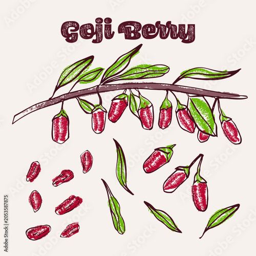 Goji berry or wolfberry colorful hand drawn crayon doodle Illustration Set; fresh and Dried with Leaves