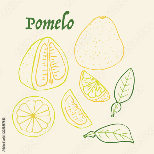 Pomelo line art hand drawn multicolor modern vector illustration. Colorful line art fruit design