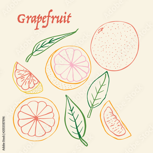Grapefruit line art hand drawn multicolor modern vector illustration. Colorful line art fruit design