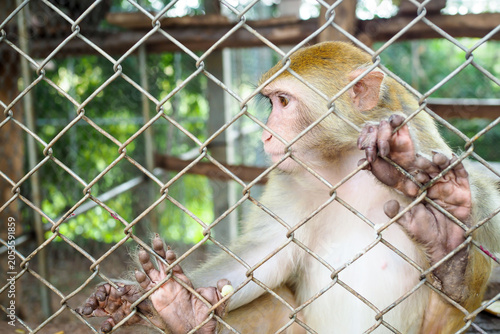 Sad monkey behind bars in a cage, concept of animal cruelty and captivity.