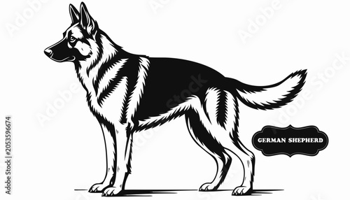 Tableau sur toile Very beautiful black-and-white engraved vector illustration featuring a GERMAN SHEPHERD with alert posture and detailed fur, accompanied by a decorative breed label reading GERMAN SHEPHERD