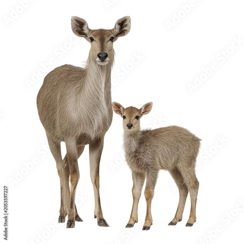 PNG of A female waterbuck stands protectively beside her playful calf, showcasing their soft fur.