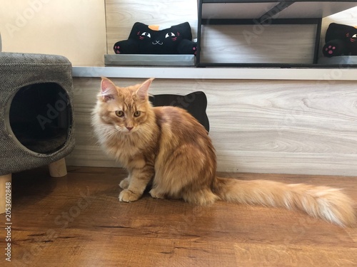 Slika na platnu A fluffy ginger Maine Coon cat with a long bushy tail sits on a wooden floor next to a cat tree