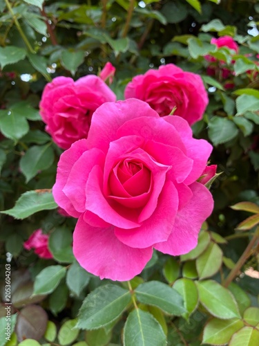 pink roses