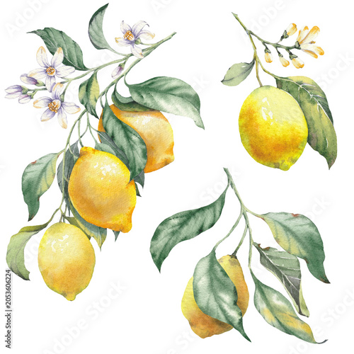 Foto Hand-painted illustration of a lemon fruits with leaves, watercolor isolated clip art
