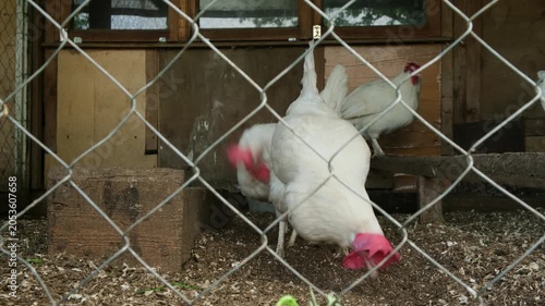 White chickens or hens in the coop dig the ground with their paws and look for food