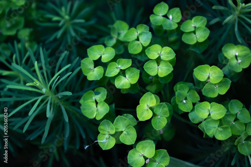 Bild auf Leinwand Top View of Lush Green Euphorbia Plants Blooming in a Shady Summer Garden, Natur