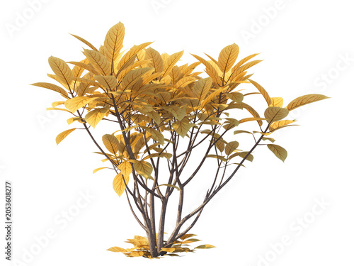 Vibrant yellow leaf bush shrub isolated on white background for garden landscape design and botanical architectural visualization projects