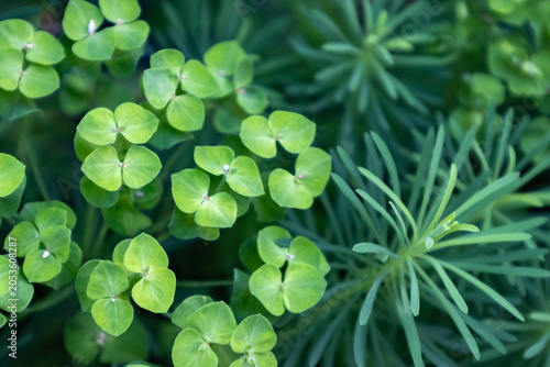 Foto Top View of Lush Green Euphorbia Plants Blooming in a Shady Summer Garden, Natur