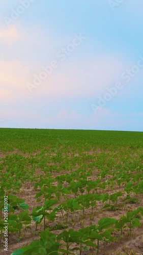 An emotional embrace of two handsome mature men walking in nature. A happy gay couple on a walk in a field, having a fun time. Vertical video.