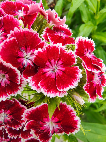 Vibrant Deep Red and White Sweet William Flowers