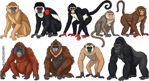 Photography Collection of Different Wild Monkey and Ape Species in Cartoon Flat Vector Illus