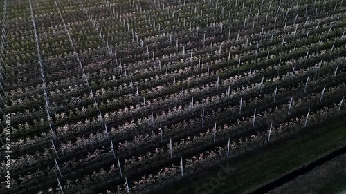 Aerial view, field line of bare apple trees at sunset. Panning 4K