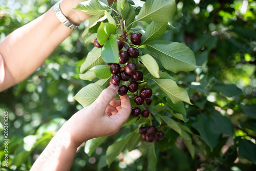 Close up hands of white European woman picking sweet cherries from tree branch
