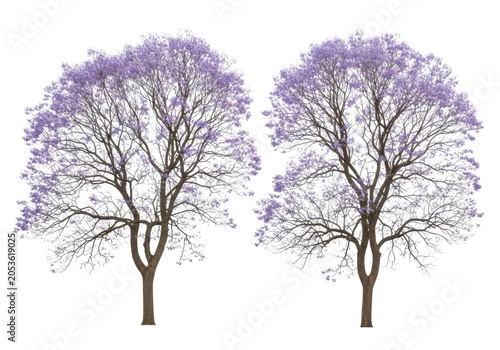 Two beautiful jacaranda trees with vibrant purple flowers in full bloom isolated for garden design and landscaping