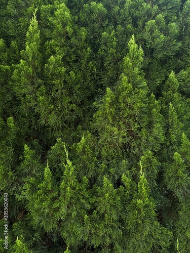 green pine tree forest background