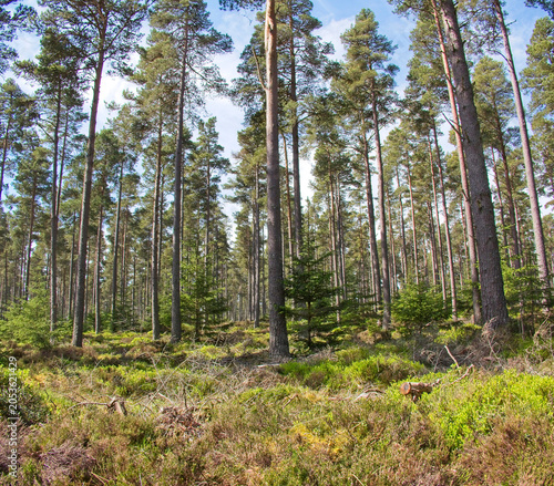 Tableau sur toile Caledonian forest, Abernethy, Highland, Scotland, UK