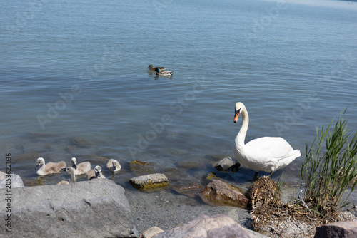 Obraz na płótnie mute swan with cygnets on lakeshore