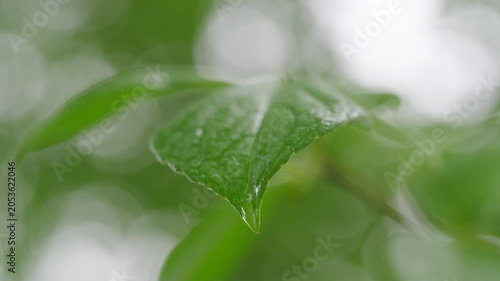 雨に濡れる新緑の葉と水滴