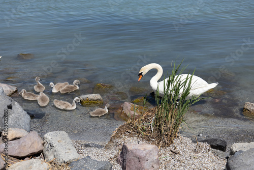 Cuadro en lienzo mute swan family with cygnets on lakeside