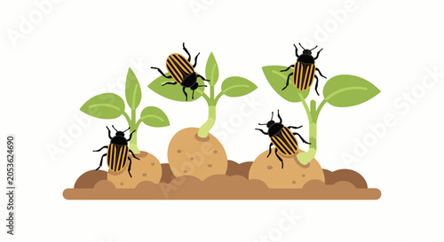 Striped beetles infest potato plants sprouting from tubers in the soil