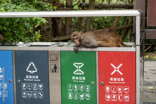 Cuadro en lienzo A funny macaque monkey steals food from a recycling bin in a public park