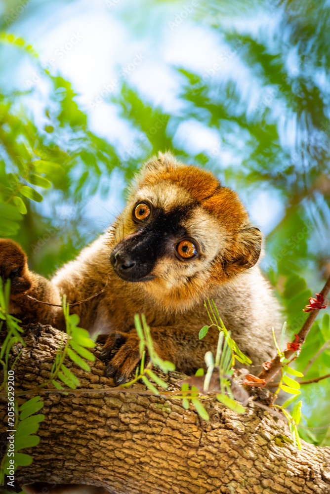Fototapeta premium Lemur in Melaky, Madagascar