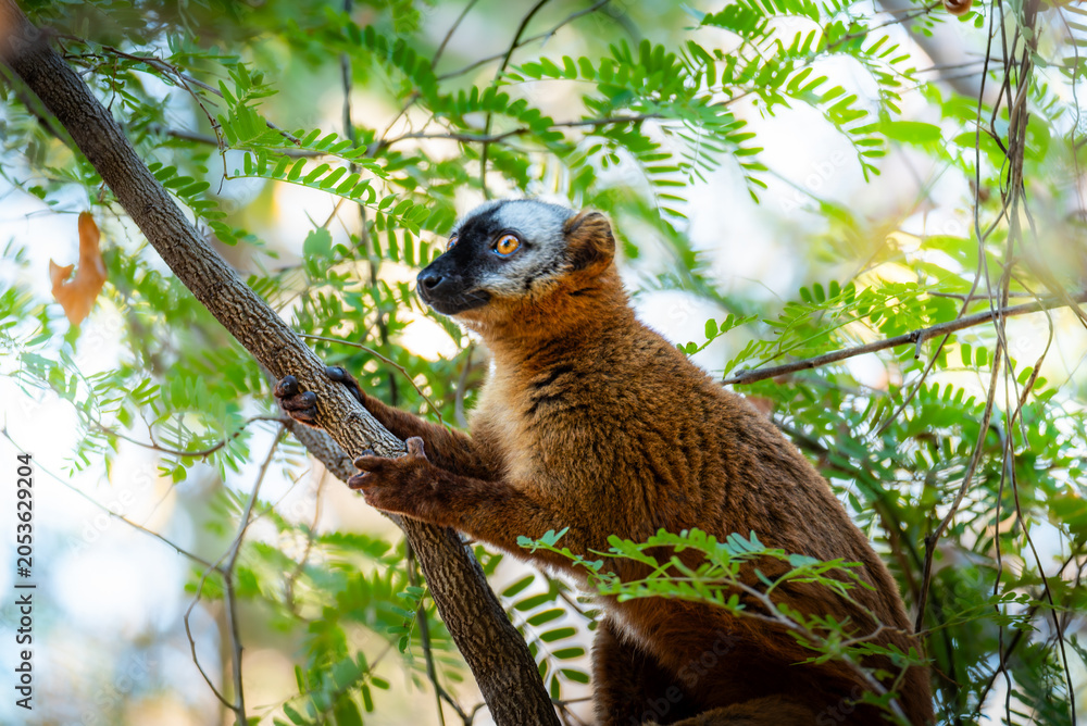 Fototapeta premium Lemur in Melaky, Madagascar
