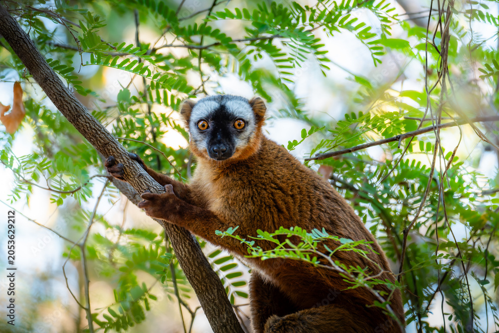 Fototapeta premium Lemur in Melaky, Madagascar