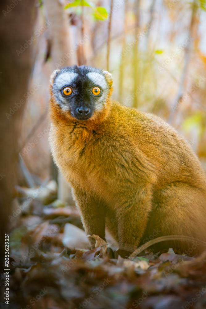 Fototapeta premium Lemur in Melaky, Madagascar
