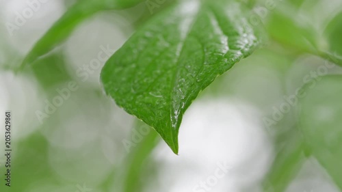 雨に濡れる新緑の葉と水滴