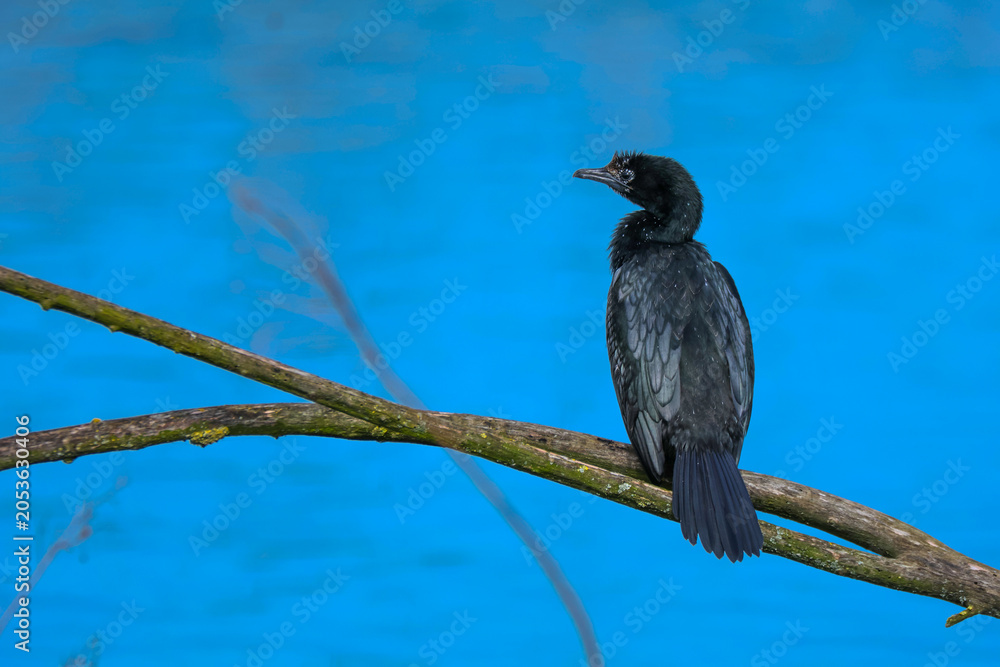 Fototapeta premium lesser cormorant fishing bird lakes and marshes Italy