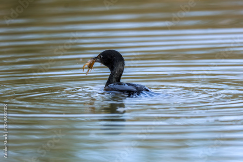 lesser cormorant fishing bird lakes and marshes Italy