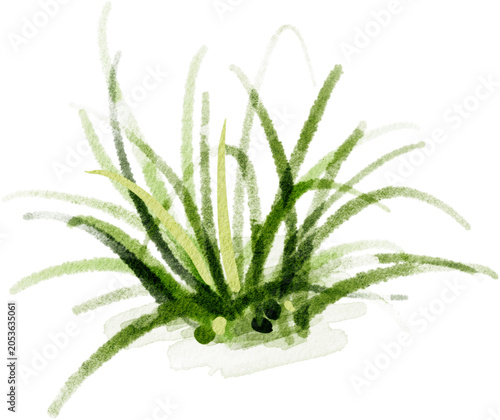 Watercolor Illustration of Hand-Painted Green Grass