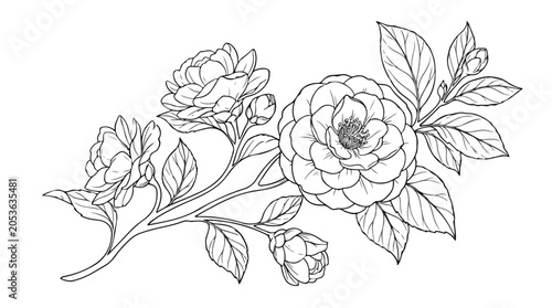 Vintage botanical camellia flower branch, hand drawn floral line art vector, elegant garden blossom sketch for wedding invitations and stationery
