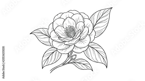 Vintage camellia flower line art, hand drawn botanical blossom with leaves, elegant floral sketch vector for wedding invitations and branding