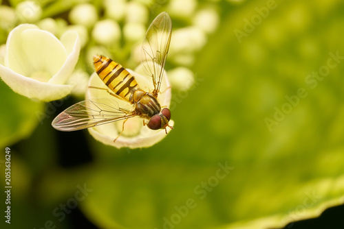 Hainschwebfliege