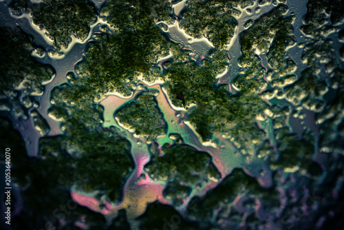Abstract Green Liquid with Rainbow Oil Slick Bubbles Grunge Science Texture Background