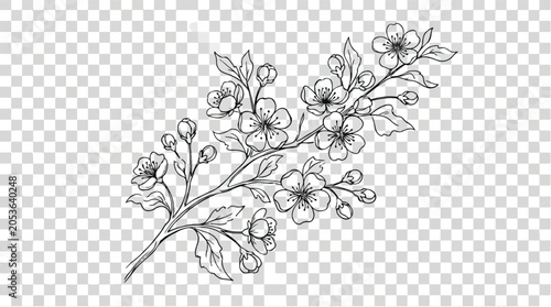 Vintage cherry blossom branch vector, hand drawn floral line art illustration, elegant spring flower sketch on transparent background