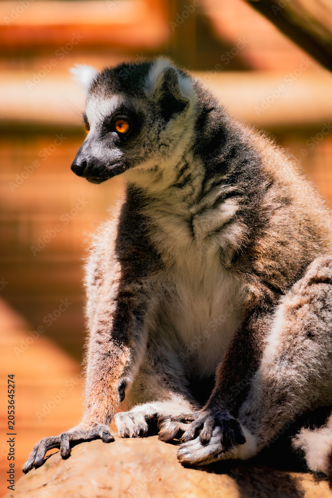 Fototapeta premium Ring Tailed Lemur Close Up Portrait with Bright Amber Eyes, Detailed Fur Texture and Natural Wildlife Background, Exotic Primate Sitting in Warm Sunlight Outdoors