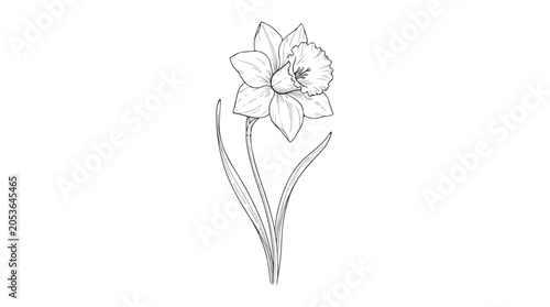 Vintage daffodil botanical illustration, hand drawn narcissus flower sketch, elegant spring floral line art vector on white background