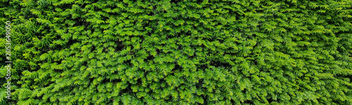 Foto Dense green coniferous hedge wall texture evergreen bushes panoramic background